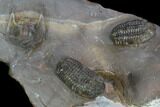 Two Austerops Trilobites With Partial Harpid - Jorf, Morocco #127737-1